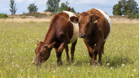 На Амуре построят крупнейшую в области молочную ферму на 2400 коров